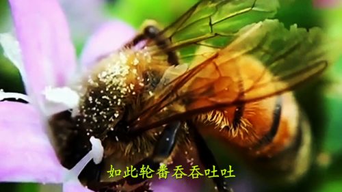 蜜蜂是怎么酿蜜的简单总结，蜜蜂是如何酿造蜂蜜的