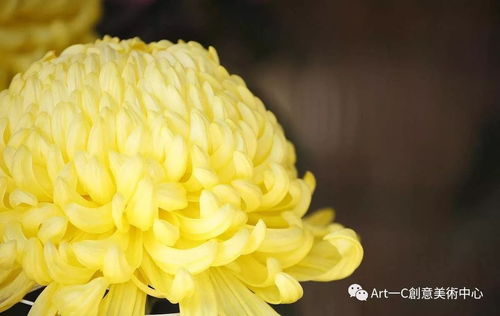 待到秋来九月八我花开后百花杀意思，待到秋来九月