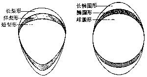 鸟卵中的什么发育成雏鸟，鸟卵的外部形态
