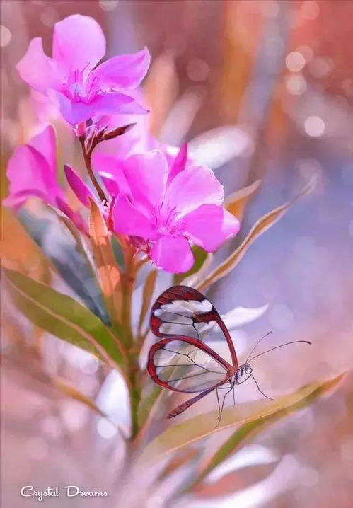 花飞花谢花满天，花飞满城春 电影