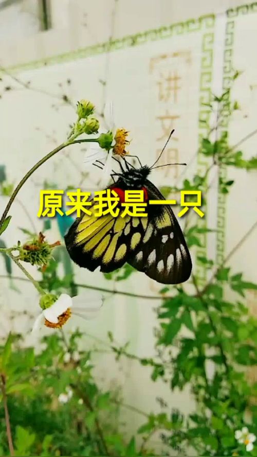花飞草长,浅草泛绿意思