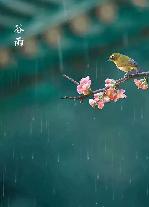 蝶恋花范成大翻译及原文，蝶恋花范成大上片描绘了一幅怎样的画面