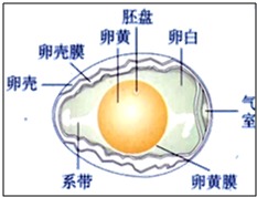 鸟卵的结构是怎么样的?