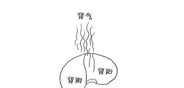 女人的阴气是指什么?