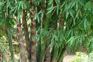 龙竹的养殖方法和注意事项有哪些