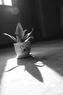憧憬造句，憧憬的读音和意思