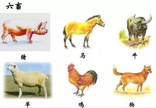 六畜是哪六种动物?