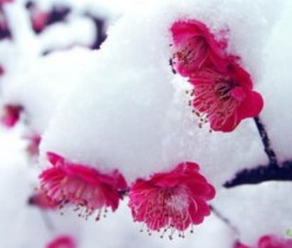 雪梅的意思 雪梅的意思是什么