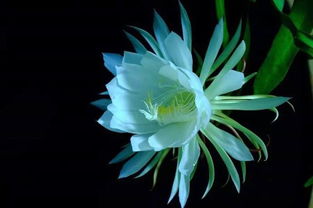 “昙花一现”的反义词是什么?为什么?