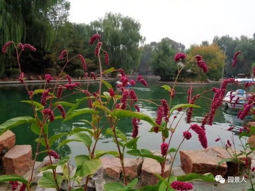红蓼花语，红蓼白鹅图