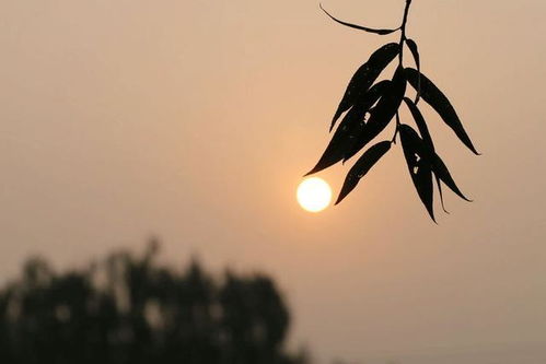 遁世无闷是什么意思?遁世无闷成语造句和典故