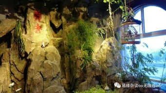 至高无上,猜什么生肖?
