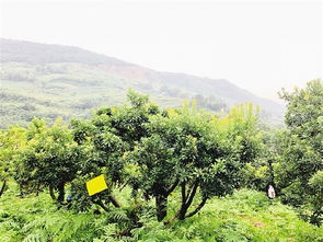 漫山遍野是什么意思?