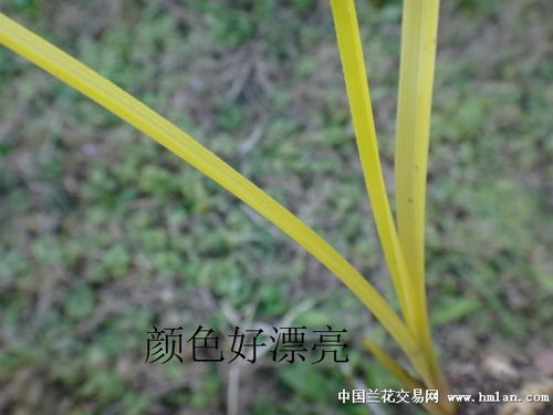 带有根字的成语