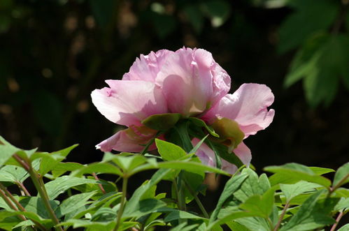 梦见万花齐放的预兆