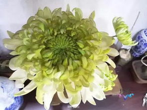 通草花简介，通草花王蕴玉