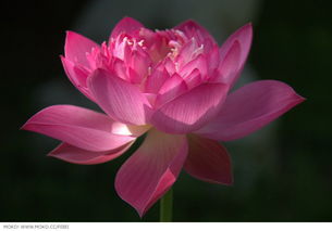 菡萏香销翠叶残,西风愁起绿波间，菡萏的诗句