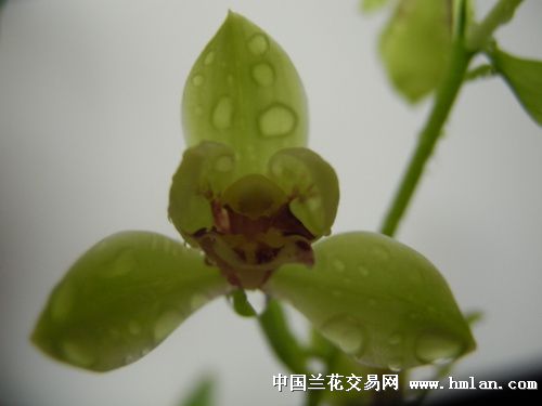 清香的意思