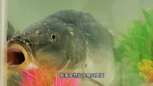 成语鲤鱼打挺是什么意思