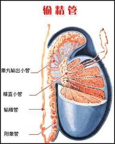 输精管的作用是什么?