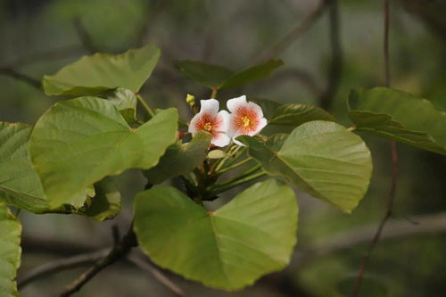 雄花鹿鞭膏，雄花鹿鞭压片糖果