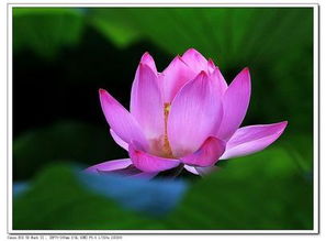 出水芙蓉是指什么意思