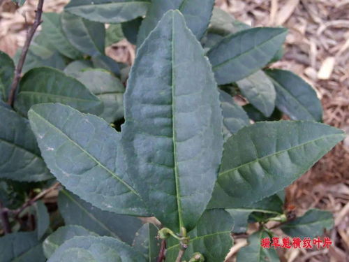 瑞草魁是什么意思，瑞草魁五朝贡茶