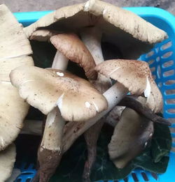 竹菇菌，竹菇的拼音