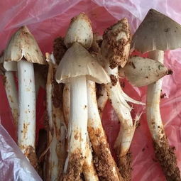 竹茹的功效与作用