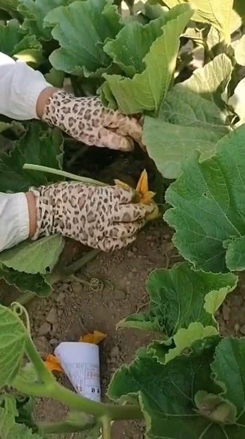 人工授粉的方法，人工授粉是什么意思