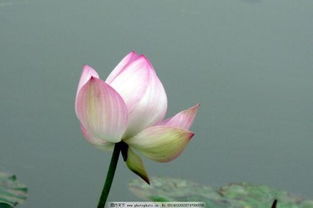 股票出水芙蓉是什么意思，出水芙蓉是什么意思啊 洗完澡
