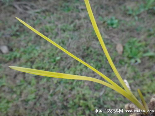 根附是啥，根和株有何区别