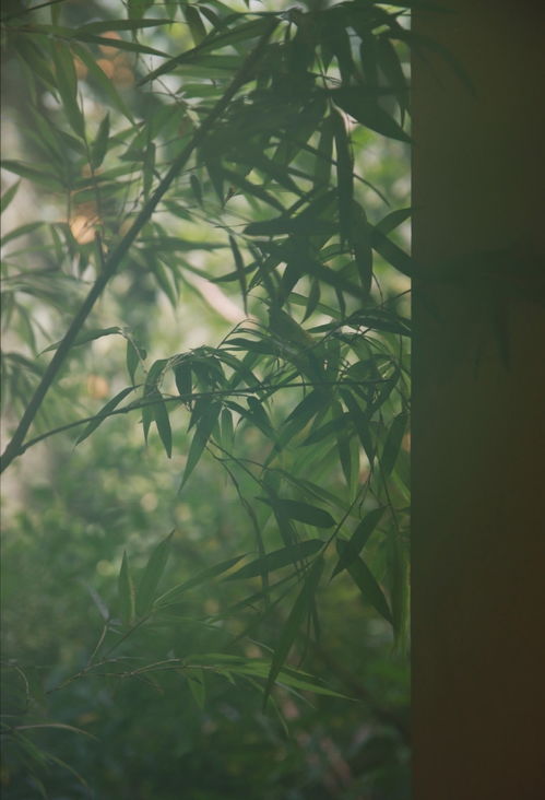 树阴照水爱晴柔的柔是什么意思照样子写西瓜大大的，树荫照水