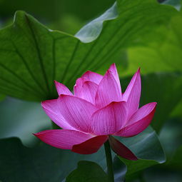 菡萏的意思是什么