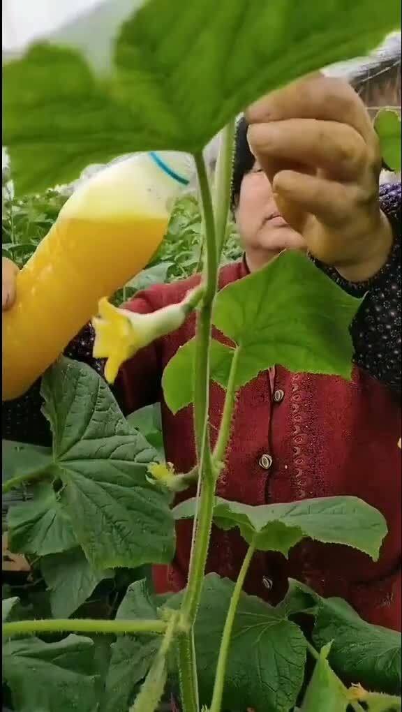 人工授粉什么意思