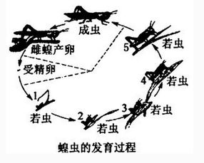 什么的蚂蚱填空语文，什么的蚂蚱填合适的动词