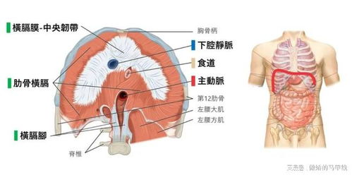 怎样锻炼横膈膜力量