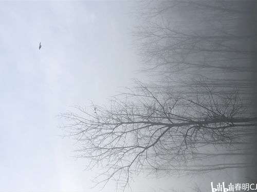 孤零零的意思