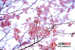烂漫无比是成语吗，烂漫无比的后面填什么