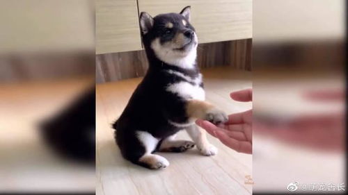狗宝是怎么形成的