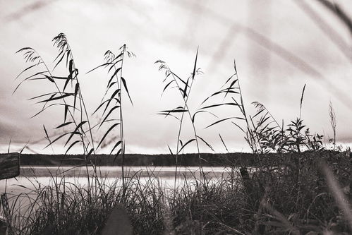 蒹葭怎么读??