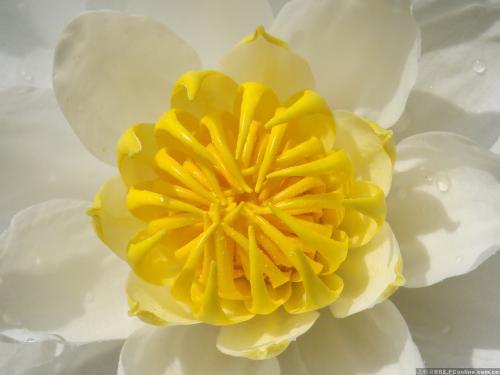 花蕊的意思