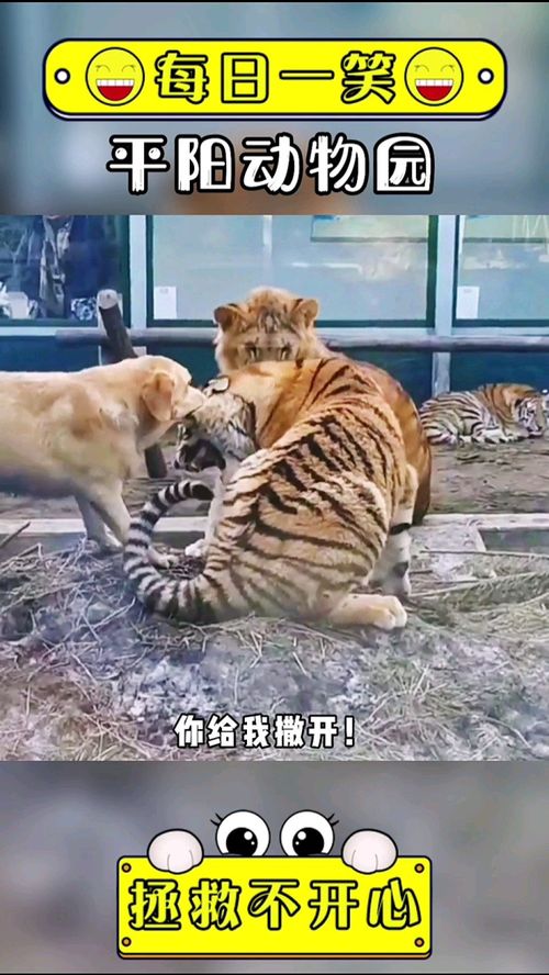 虎落平阳被犬欺的意思是什么励志，虎落平阳被犬欺下一句是什么