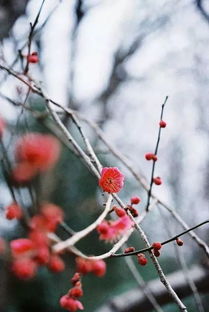 落梅赏析