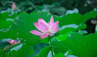 卢照邻《曲池荷》古诗赏析
