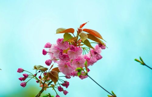 铁树开花,猜一生肖?