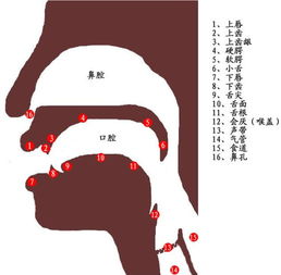 管的拼音怎么拼写，馆的拼音