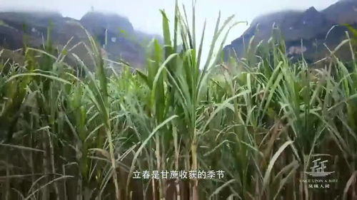 蔗糖读音是什么