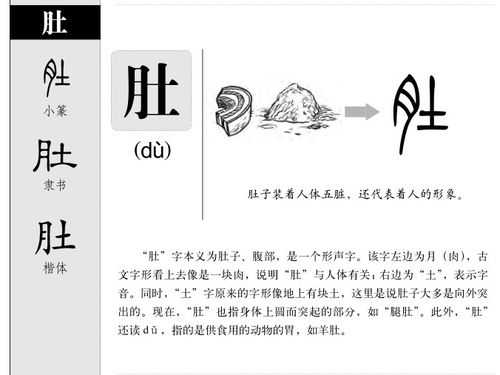 肚的拼音组词，开膛破肚的拼音