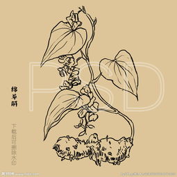 萆解分清丸，萆解分清丸有什么作用